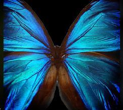 Designer’s Toolkit: From Planned Obsolescence to Design for Environment (DfE) – I:&nbsp;Biomimicry